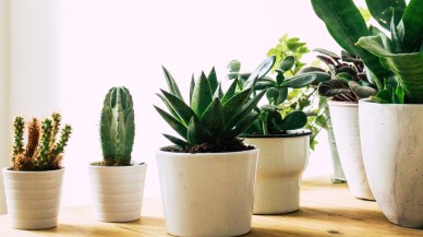 Bitkiler,  insanların duyamayacağı sesler çıkarıyor