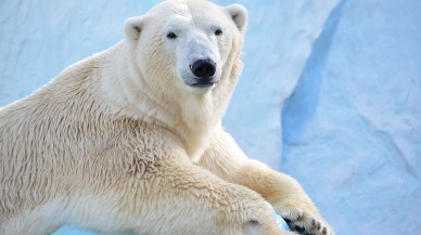 Kutup ayısından ilham alınan yeni kumaş: Pamuktan %30 daha fazla sıcak tutuyor...