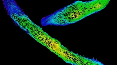 Dünyanın en hızlı biyolojik hareketinin nedeni açıklandı!