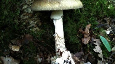 Çaresi olmayan 'ölüm' mantarına çare ürettiler!