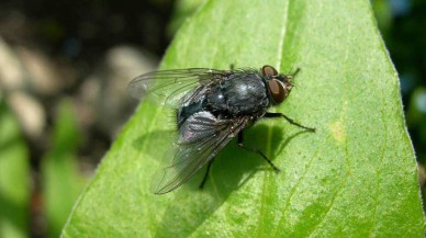 Bilim insanları sineklerden plastik üretecek!