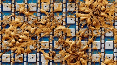 Beyin dokularıyla elektronik devreleri birleştirdiler!