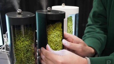 Eko hava temizleme aleti! İçinde gerçek yosun var...