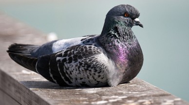 Kuşlarda görülen bu tüy yapısı uçmak için büyük önem taşıyor!