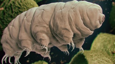 Bilim insanları,  tardigrat ve insan hücrelerini birleştirdiler!
