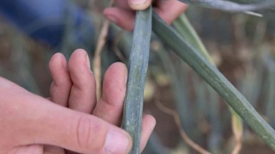 Bitkileri talan eden böceklere yeni çözüm