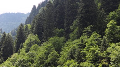 Ağaçlar daha soğuk iklimlere göç ediyor!