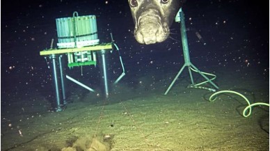 Foklar,  sonar sinyallerini 'yemek zili' olarak kullanıyor!