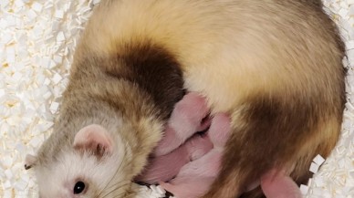 Gelincikler soyları tükenmemesi için klonlanılcak!