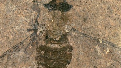 47 milyon yıllık fosil bulundu! Midesi bunlarla doluydu...