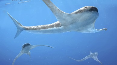 93 milyon yıl önce yaşamış köpekbalığı türü keşfedildi!