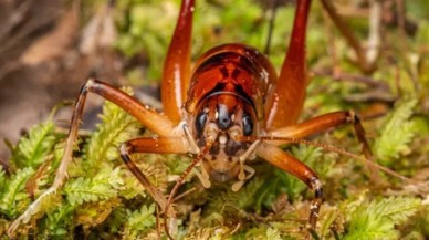 Yeni bulunan böcek türüne başbakanın adı verildi!