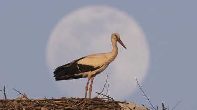Türkiye'den 'Süper Solucan Ay' manzaraları!