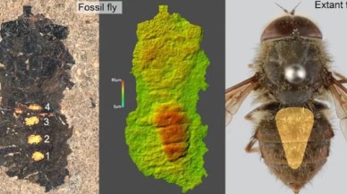 47 milyon yıllık midesi polenle dolu sinek fosili keşfedildi