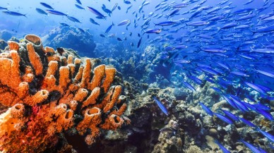 2020 yılında okyanuslar 'kafa dinledi'