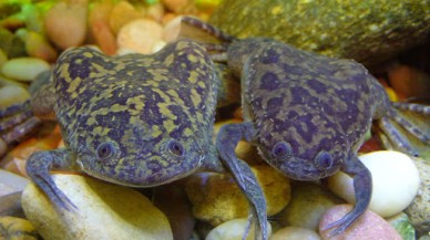 Kurbağanın kök hücresinden robot üretildi!