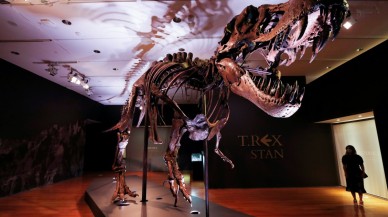 T-Rex ile ilgili yeni bir bilgi ortaya çıktı! Sanıldığı gibi değilmiş...