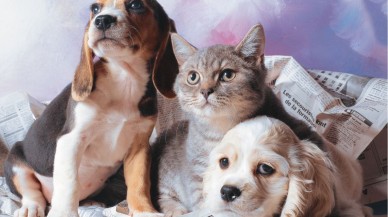 Evde beslenen kedi ve köpeklere çip taktırma zorunluluğu! Yapmazsanız cezası büyük...