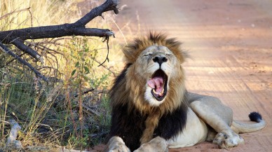 Aslanların gizli işareti ortaya çıktı! Esnedikleri zaman...