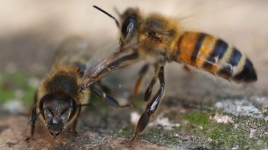 Koronavirüsü tespit etmede yeni yöntem: Arılar