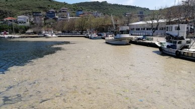 Uzmanlardan müsilaja karşı "midye" önerisi