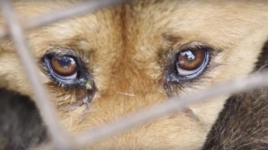 Çin'deki Köpek Yeme Festivali'ne siz de bu adımları uygulayarak 'Dur' diyebilirsiniz!