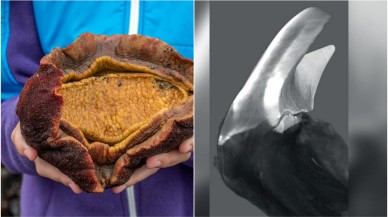 Dişleri demirden olan bir canlı keşfedildi!