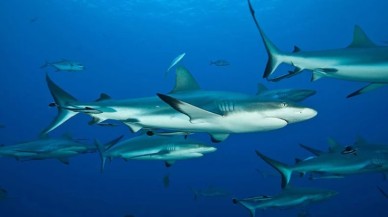 Hayatları boyunca yüzmek zorunda olan köpek balıkları nasıl dinleniyor?