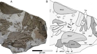 150 milyon yıl önce yaşamış yeni bir köpek balığı türü keşfedildi