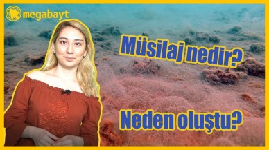 Müsilaj nedir? Neden Marmara'da müsilaj oluştu? - VİDEO