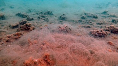 Bakan Kurum,  müsilajın tehlikeli atık olmadığının tespit edildiğini açıkladı