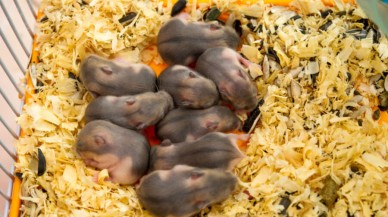 6 yıl boyunca uzayda muhafaza edilen fare spermiyle hayat bulan 'uzaylı' bebek fareler!