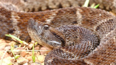 Yılan zehrinden,  ölümcül yaraları kapatan yapıştırıcı üretildi!