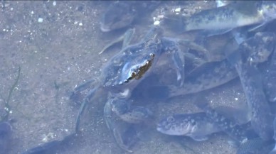 Küçükçekmece Gölü'nde korkutan manzara! Balıklar ve yengeçler kıyıya vurdu...