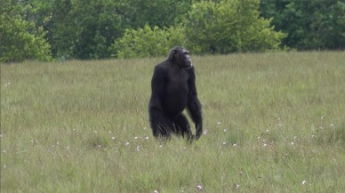 Tarihte ilk kez yaşandı! Şempanzeler ve goriller savaşa girdi...