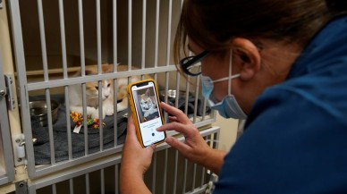 Kedilerin ruh halini anlayabilen uygulama geliştirildi