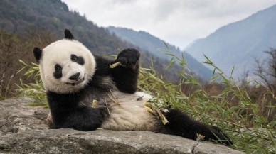 'Nesilleri tehlike altında olan' dev pandalarla ilgili sevindiren bir açıklama