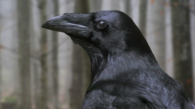 Kargaların sanılandan daha zeki olduğu ortaya çıktı