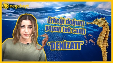 Erkeği hamile kalan ve doğum yapan tek canlı türü: Denizatı - VİDEO