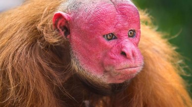 Maymunlardan insanlara bulaşan ölümcül Monkey B virüsü,  Çin'de can aldı