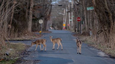 COVID-19 insanlardan yaban geyiklerine bulaştı!