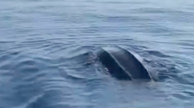 Deri sırtlı deniz kaplumbağası Türkiye'de ilk kez Göcek'te görüntülendi