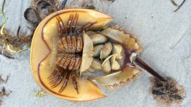 310 milyon yıllık beyin bulundu!