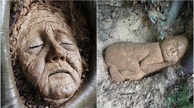 Ağaç köklerini görenler korktu ancak gerçek başkaydı...