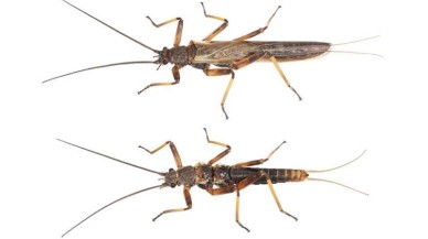 Ormanlar yok oldu,  böcekler uçma yeteneklerini kaybetti!