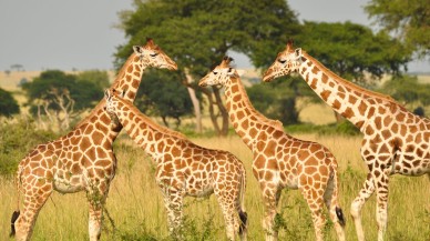 Zürafaların aktif bir sosyal hayatı olduğu ortaya çıktı