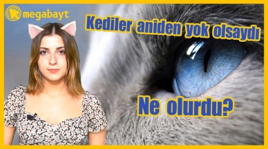 Kediler bir anda yok olsaydı ne olurdu? - VİDEO