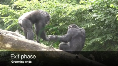 Şempanzeler ve bonobolar tıpkı insanlar gibi selamlaşıyormuş!