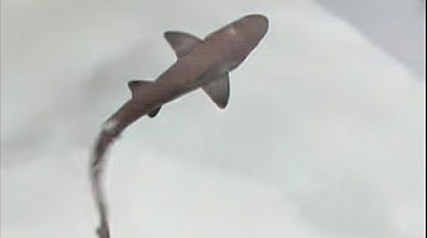 Tamamı dişilerden oluşan akvaryumda yeni bir köpek balığı doğdu!