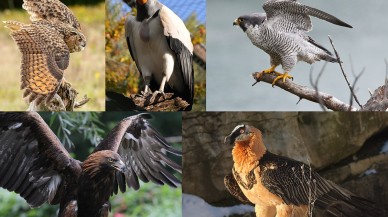 Yırtıcı kuş türlerinin yüzde 30'unun soyu tükeniyor!